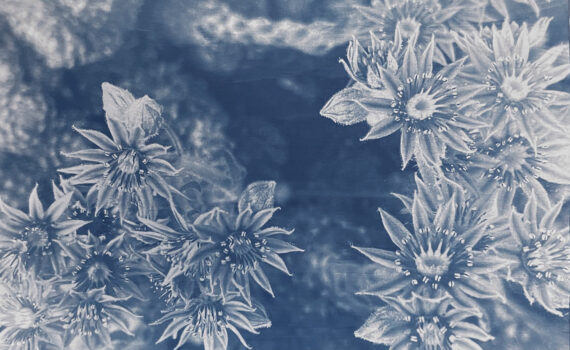Nahaufnahme von sternförmigen Blüten mit detaillierten Blütenblättern und Staubblättern, dargestellt im blauen Monochrom- oder Cyanotypie-Stil. (KI generierte Beschreibung)