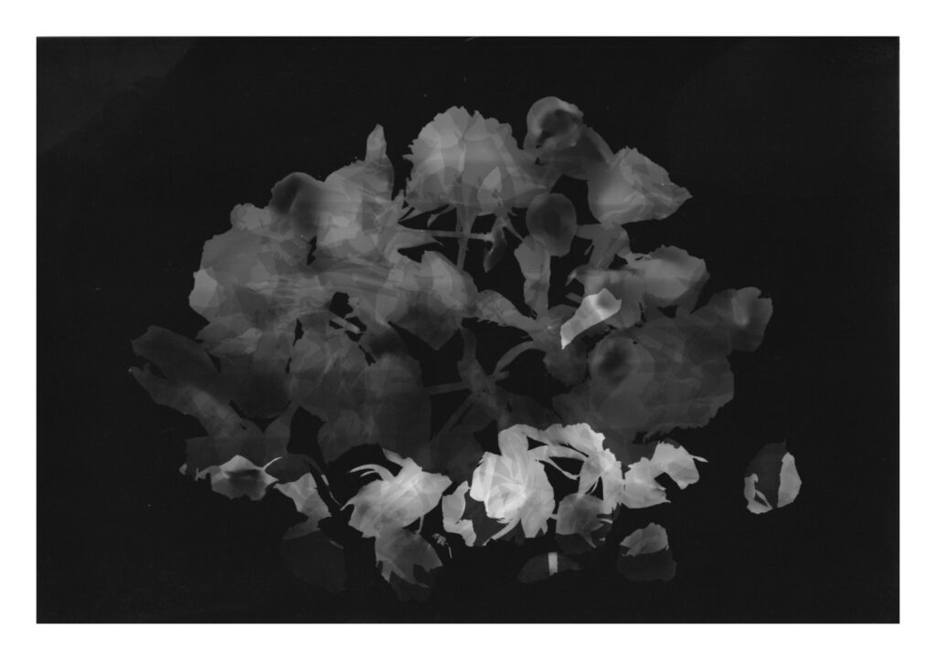Auf schwarzem Hintergrund ist ein in Graustufen gehaltenes Fotogramm aus Blüten und Blättern zu sehen, das einen geisterhaften, durchscheinenden Effekt erzeugt. (KI generierte Beschreibung)